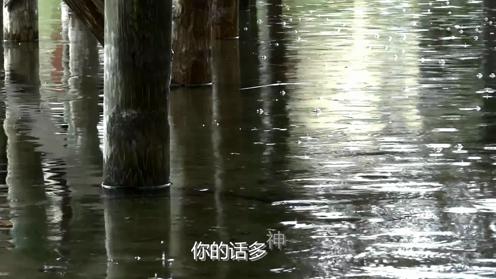 思念是城里月光的雨