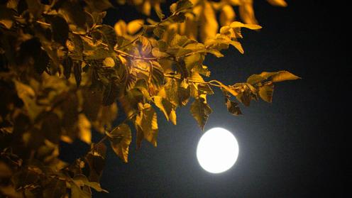 石河子景观河夜景