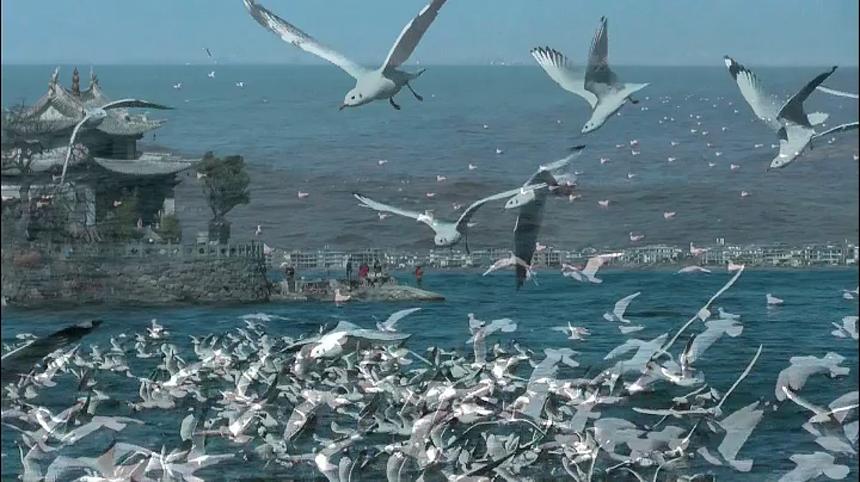 面朝洱海，冬暖花开