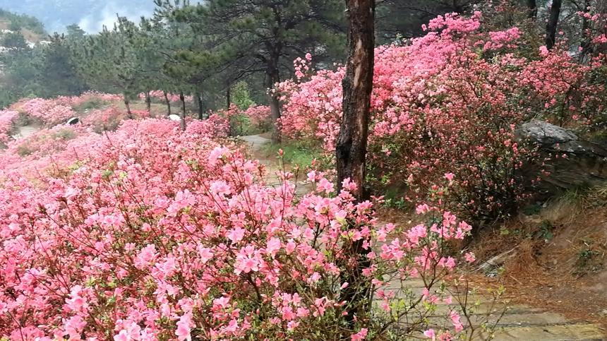 武汉黄陂云雾山杜鹃花海