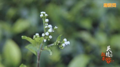 广东英德积庆里红茶谷