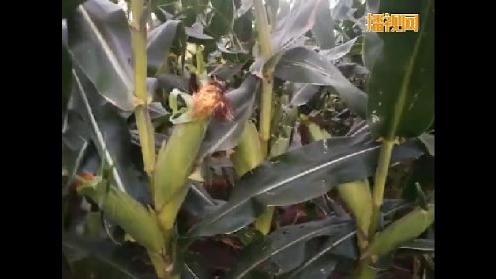 使用山东巴迪生物公司的微生物酵素的玉米长势喜人