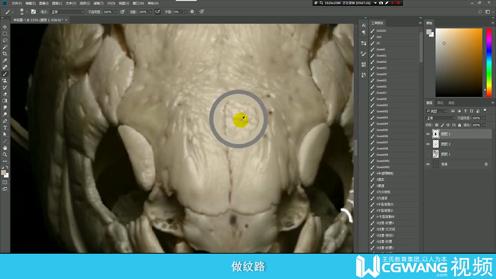 01。骨木皮毛讲解一丨骨头画法丨原画教程丨PS教程