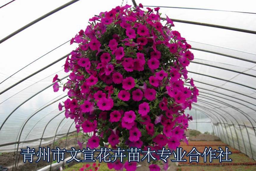 青州文萱花卉苗木合作社花海建造