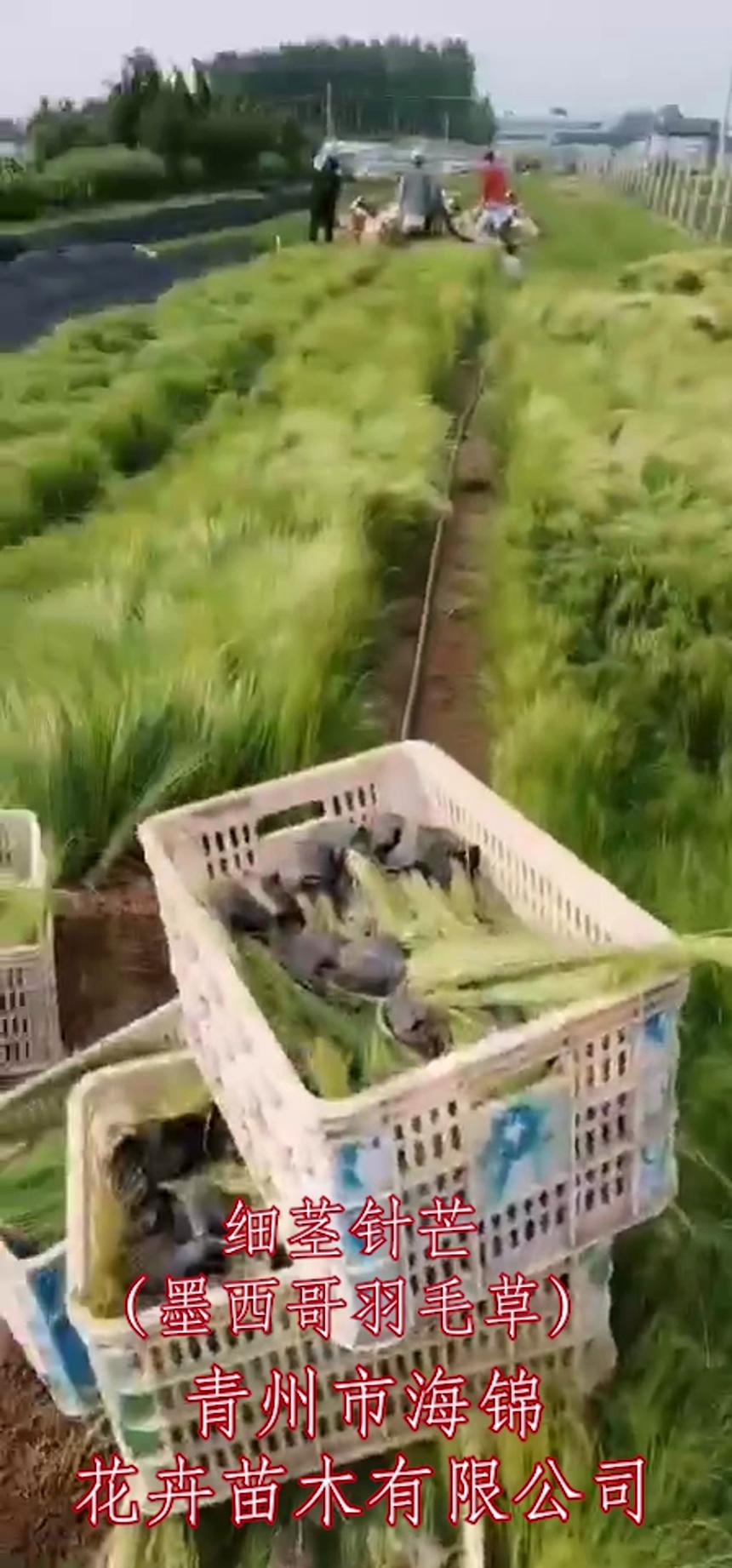 细茎针茅种植基地海锦花卉苗木