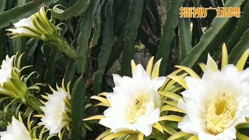 广西柳州彩虹队叮当都乐火龙果园赏花音画相册