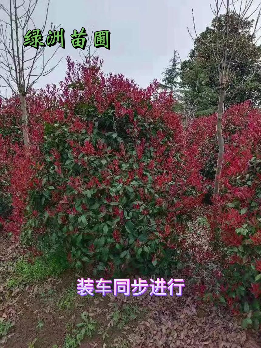 南京绿洲苗圃大量供应白玉兰，红玉兰，朴树