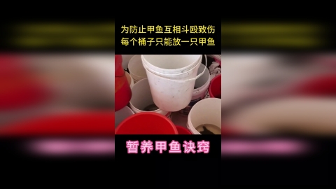 印保林：暂养甲鱼时为防止甲鱼互相斗殴，每个桶子只能放一只甲鱼