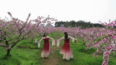 广西柳州彩虹姊妹花桂林海洋天桃即兴秀(你像三月桃花开)