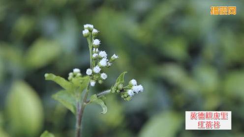 英德市横石塘镇积庆里红茶谷