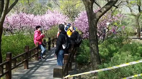 北京植物园花簇锦绣，文明观景游客满园