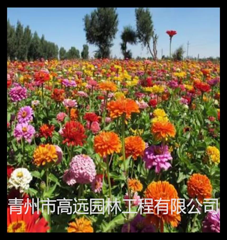 青州高远园林花海基地