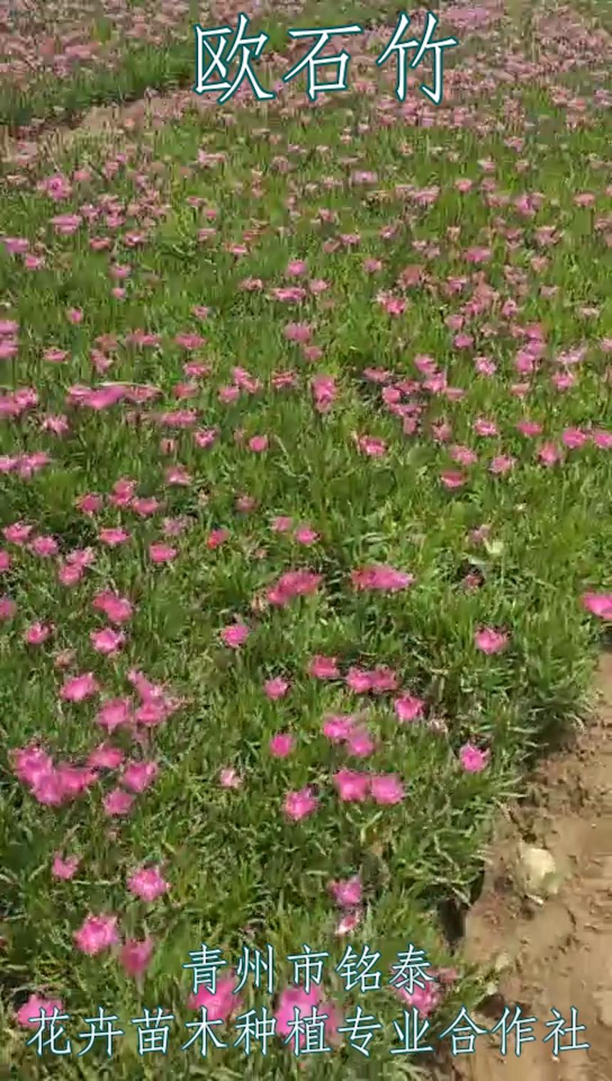 铭泰花卉苗木种植基地直销欧石竹幼苗