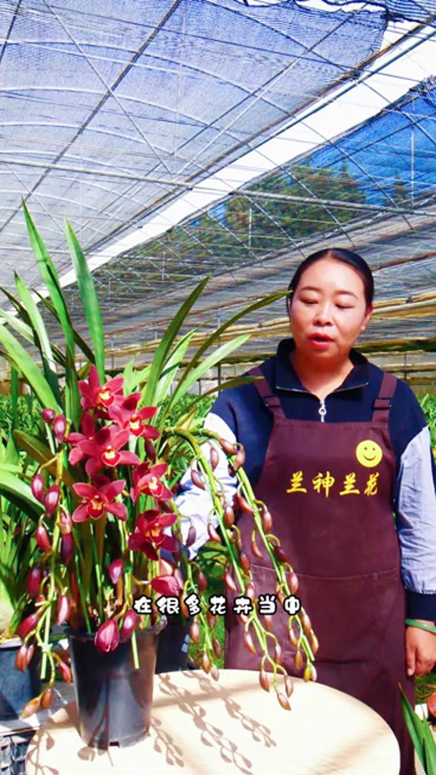 兰花，大花蕙兰，精品兰花种植方法