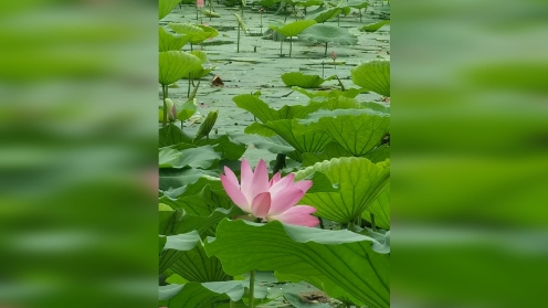 荷花开了，当然要去看看呀“接天莲叶无穷碧，映日荷花别样红”