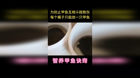 印保林：暂养甲鱼时为防止甲鱼互相斗殴，每个桶子只能放一只甲鱼