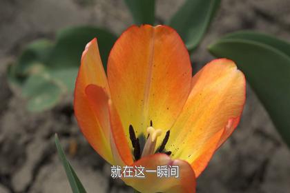 石河子的花