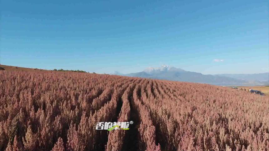 香的藜啦藜麦基地1