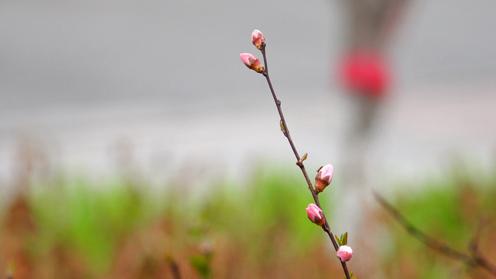 春风又绿石河子