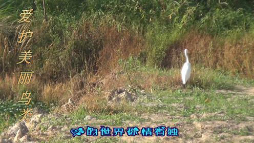 丽水市莲都区碧湖镇白河村（红皮水菱—丽水水菱之乡）