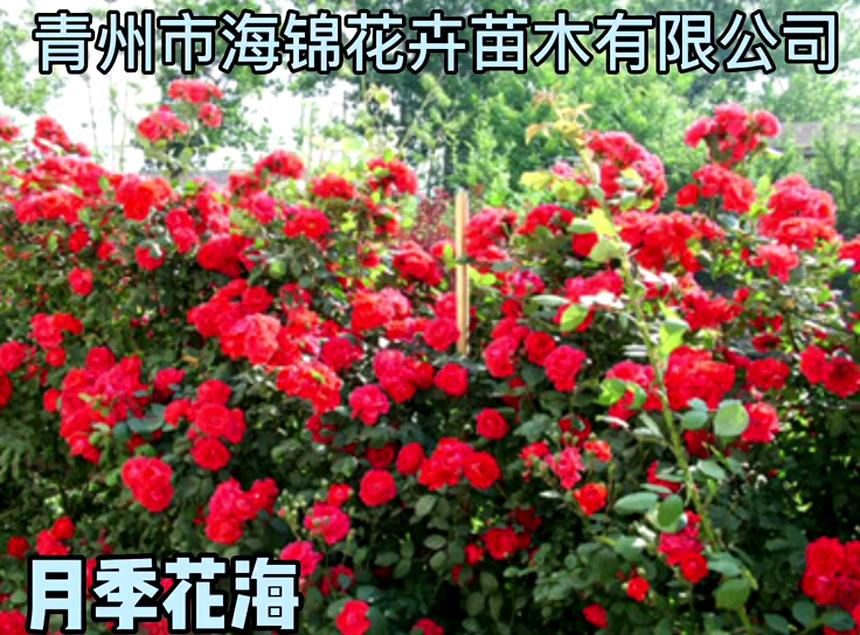 海锦花卉种植基地供应月季幼苗