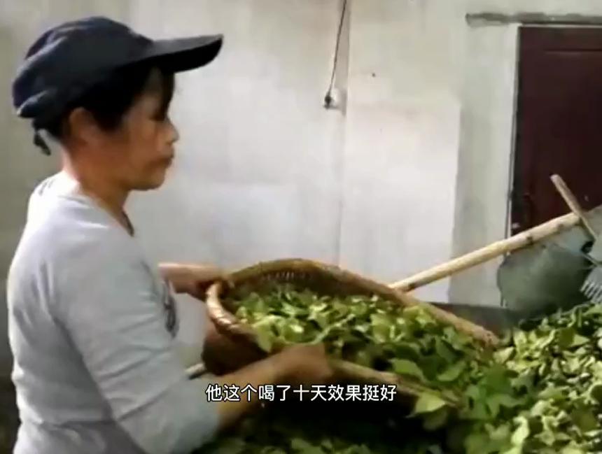 糖尿病喝什么甜茶叶可以糖尿病？推荐芷江甜茶