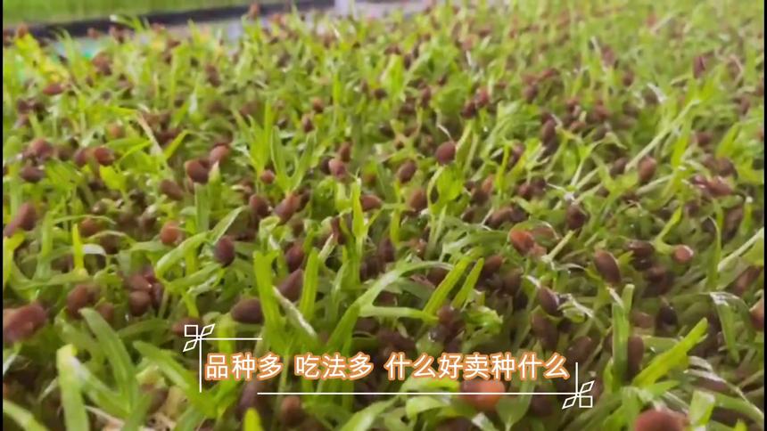 芽苗菜种植_5天出菜_四季收割