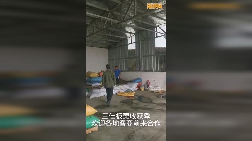 三佳工人认真分拣中 保证迁西油栗的品质