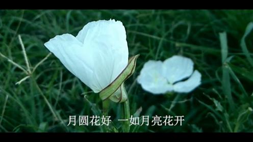 歌曲《月亮花开》潘月剑作词 邹亚菲作曲 曾越麟演唱 