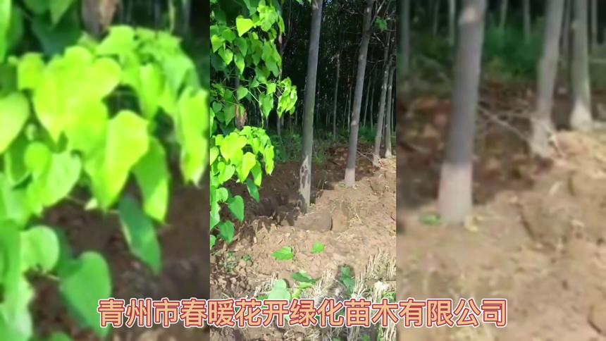 朴树养殖方法介绍，基地大量供应