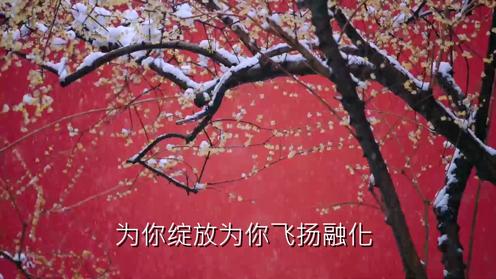 歌曲《白雪花》邱玺睿演唱 