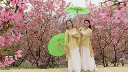 广西柳州彩虹姊妹花女神节樱花谷伞秀（我在春天等你）