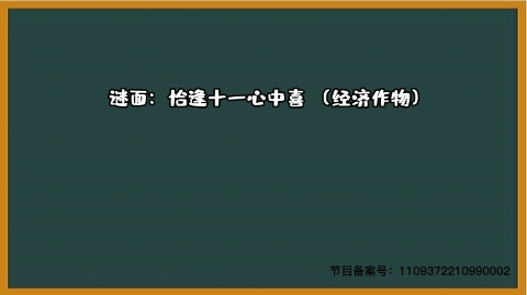 1000个急转弯 打一经济作物